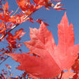 Indian summer(天氣現象) Indian summer(天氣現象)