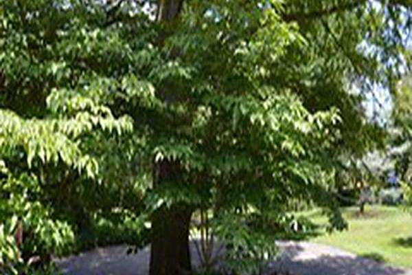 Cornus florida \x27Appalachian Spring\x27