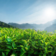茶(山茶科山茶屬植物)