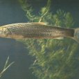野草魚 野草魚