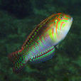 雲紋海豬魚