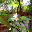 光葉蕘花 光葉蕘花
