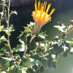 Anastraphia enneantha