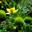 白馬山蕘花 白馬山蕘花