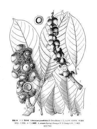 粗穗柯 粗穗柯