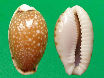 梨皮寶螺（上海岡瓦納自然網）
