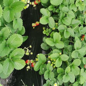 昌平區(北京昌平（北京市市轄區）)