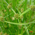 香蕕 香蕕