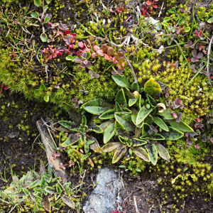Plantago novae-zelandiae