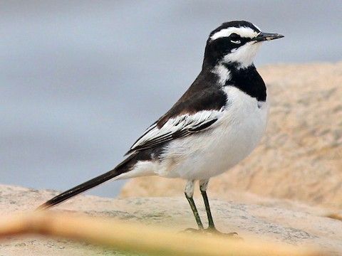 湄公鶺鴒 湄公鶺鴒