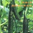 津綠4號 津綠4號