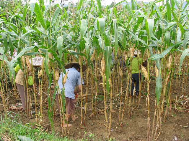 廣西農民在春玉米地里免耕套種秋玉米