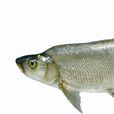 鱇康良白魚 鱇康良白魚
