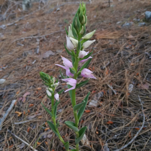 Cephalanthera kurdica