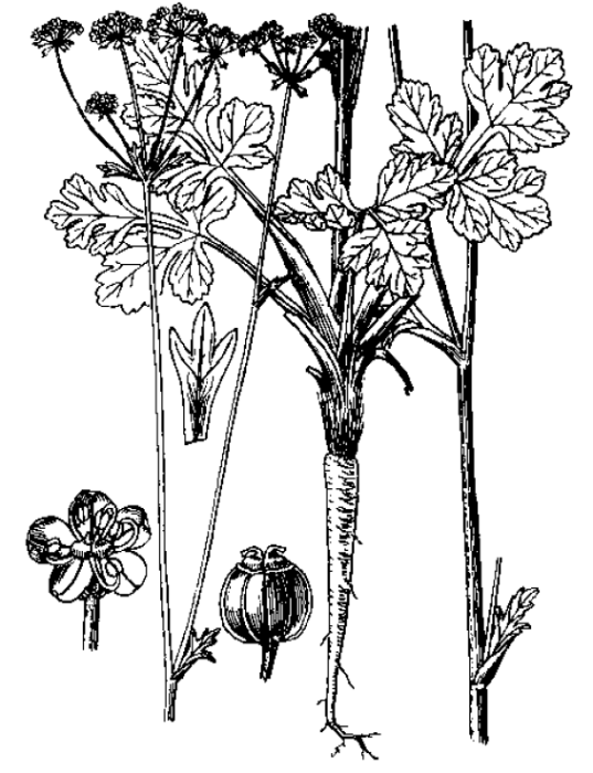 擬囊果芹 擬囊果芹