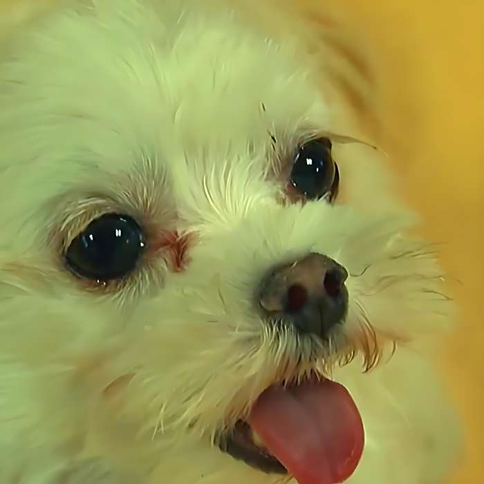 寵物Q站