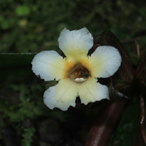 Nautilocalyx bracteatus