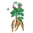 野生葛根 野生葛根