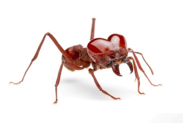 芭切葉蟻