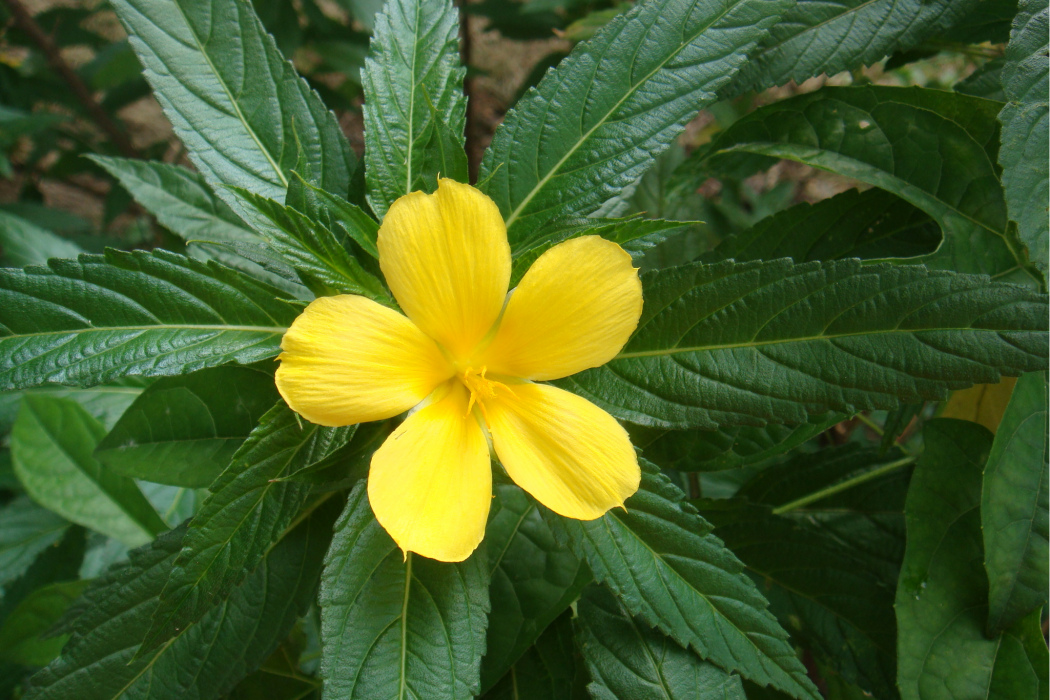 時鐘花屬 時鐘花屬