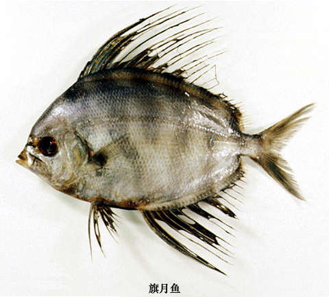 旗月魚