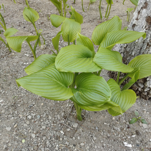 玉簪