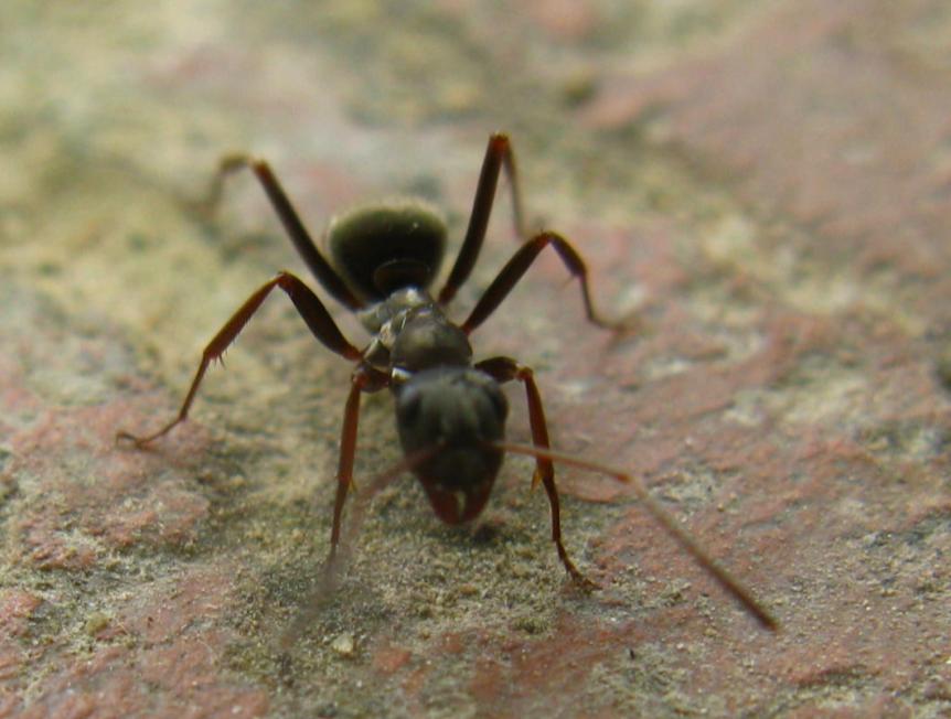 弓背蟻的頭部