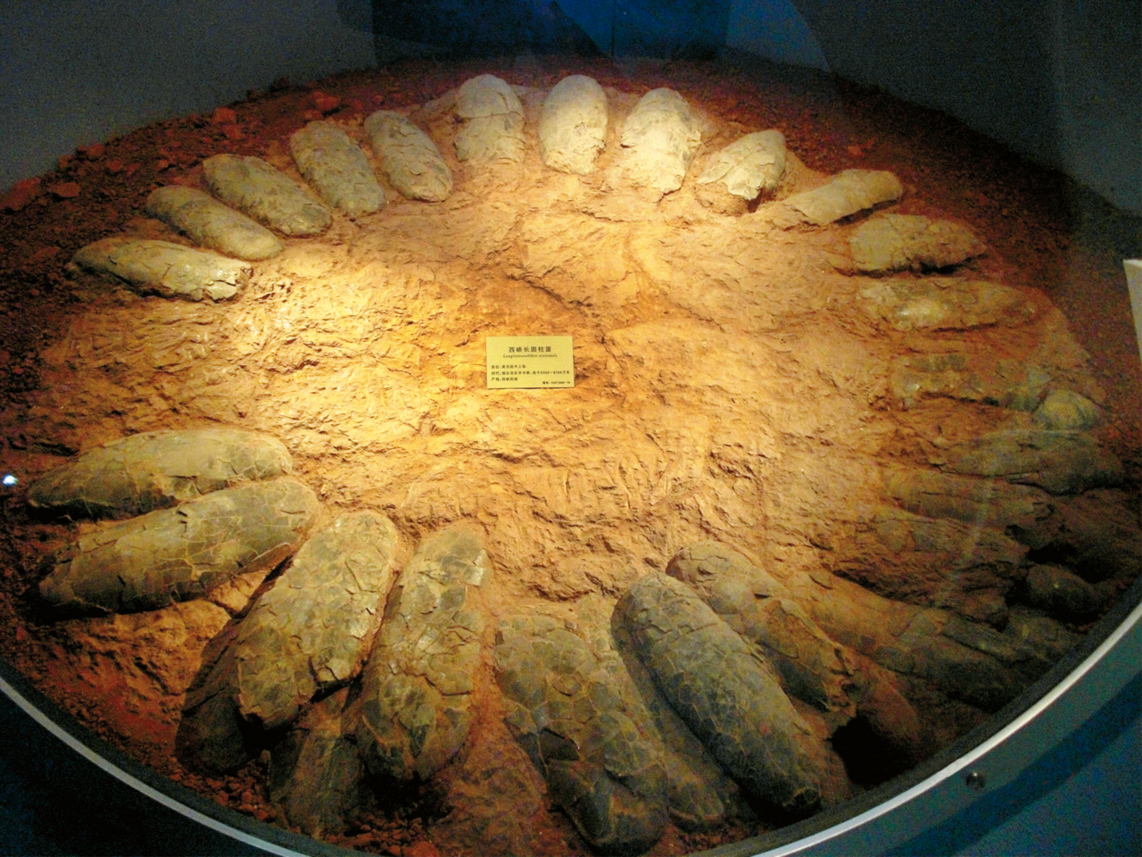 晚白堊世早中期西峽巨型長形蛋
