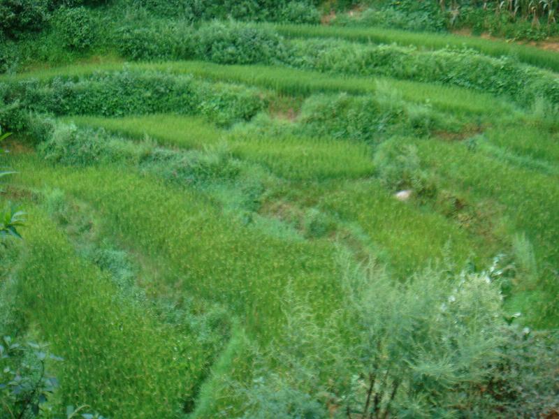 馬關茶 馬關茶