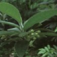 綠虎舌 綠虎舌