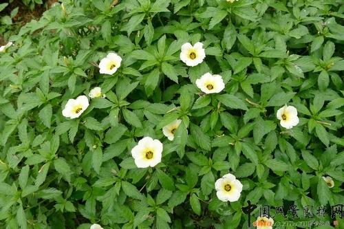 同鐘花屬 同鐘花屬
