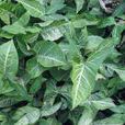箭頭合果芋 箭頭合果芋