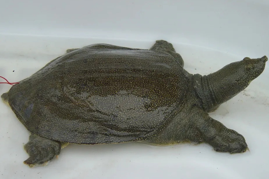 蕭山甲魚 蕭山甲魚