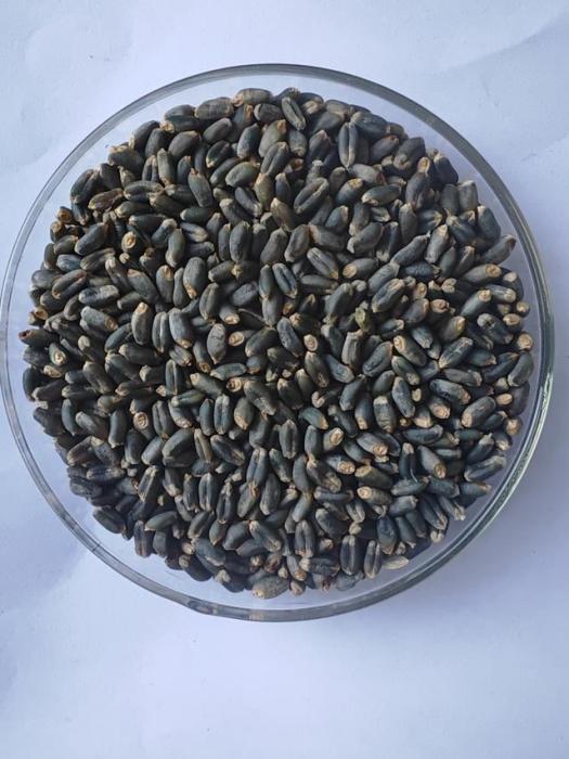 青研藍麥1號 青研藍麥1號