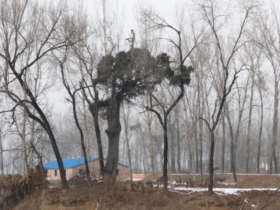 老柏樹 老柏樹