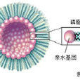 疏水基團 疏水基團