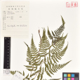 華北蹄蓋蕨 華北蹄蓋蕨