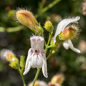 Keckiella breviflora