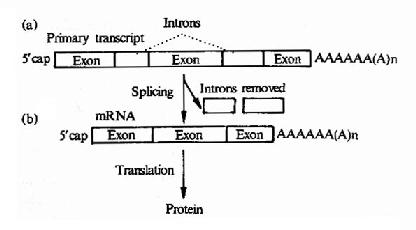 RNA加工修飾4