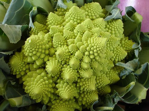 玉冠(花椰菜品種) 玉冠(花椰菜品種)