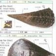 江珧 江珧