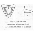 尖尾須缺耳蝗 尖尾須缺耳蝗