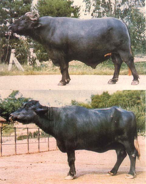 尼里-拉菲水牛
