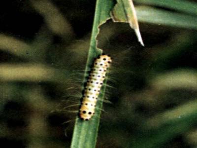 竹斑蛾幼蟲