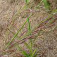 異針茅 異針茅