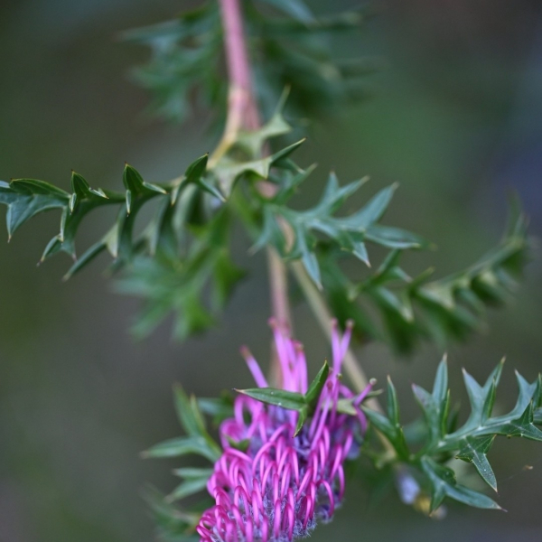 Grevillea acanthifolia