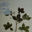 輪傘五加(植物) 輪傘五加(植物)