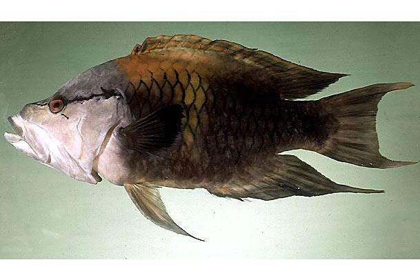 光巨口魚屬