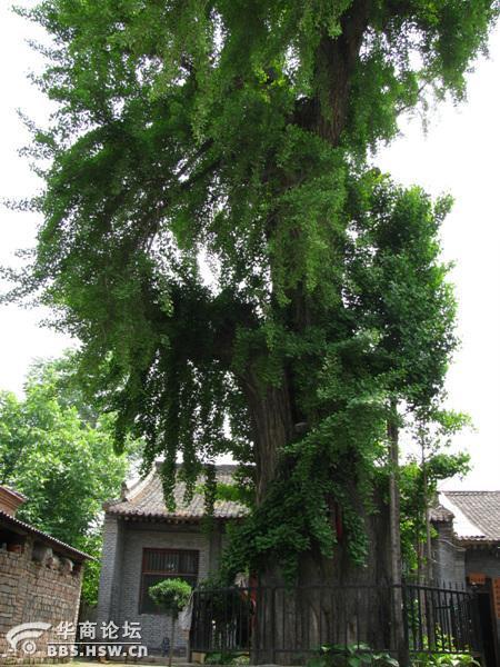 焦西村 焦西村