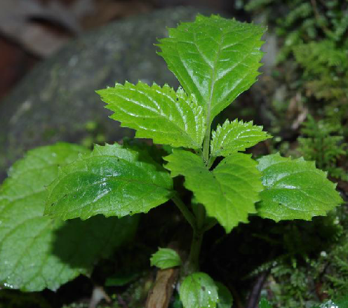 長梗玄參(玄參科玄參屬植物) 長梗玄參(玄參科玄參屬植物)